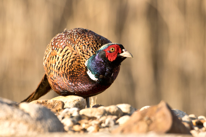 Fasan, Common pheasant (<em>Phasianus colchicus</em>)