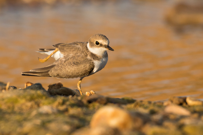 Flussregenpfeifer, Little ringed plover (<em>Charadrius dubius</em>)