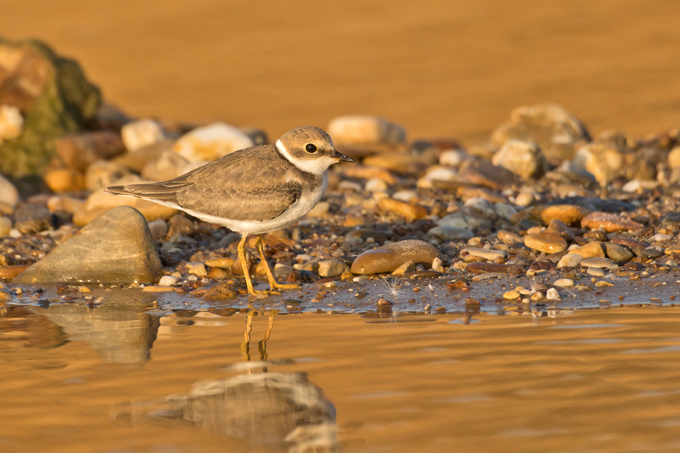 Flussregenpfeifer, Little ringed plover (<em>Charadrius dubius</em>)