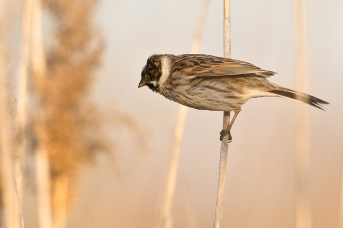Rohrammer, Common reed bunting (<em>Emberiza schoeniclus</em>)