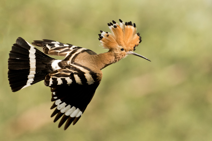 Wiedehopf, Eurasian hoopoe (<em>Upupa epops</em>)
