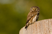 Sperlingskauz