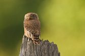 Sperlingskauz