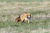 Rotfuchs