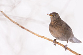 Amsel