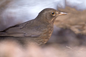 Amsel