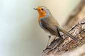 Rotkehlchen