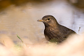 Amsel
