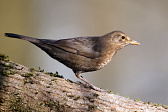 Amsel