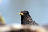 Amsel
