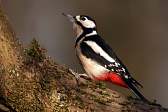 Buntspecht