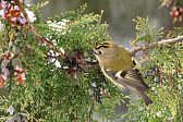 Wintergoldhähnchen