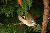 Wintergoldhähnchen