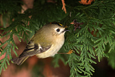 Wintergoldhähnchen