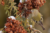 Wintergoldhähnchen