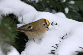 Wintergoldhähnchen