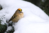 Wintergoldhähnchen
