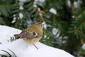 Wintergoldhähnchen