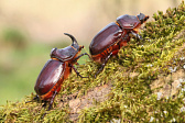 Nashornkäfer