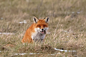 Rotfuchs