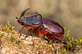 Nashornkäfer