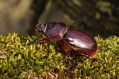 Nashornkäfer