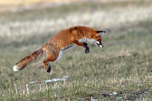 Rotfuchs