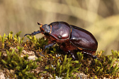 Nashornkäfer