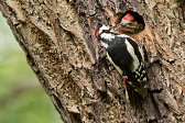 Buntspecht