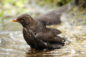 Amsel