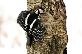 Buntspecht