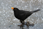 Amsel
