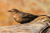Amsel