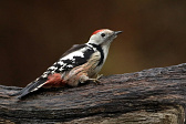 Mittelspecht