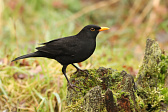 Amsel