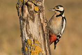 Buntspecht
