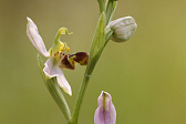 Bienen-Ragwurz