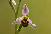Bienen-Ragwurz