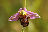 Bienen-Ragwurz