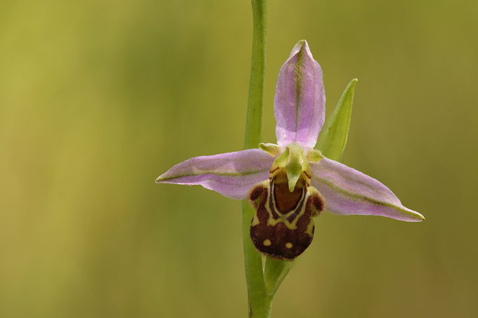 Bienen-Ragwurz, Bee orchid (<em>Ophrys apifera</em>)