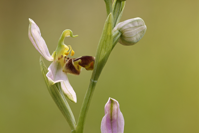 Bienen-Ragwurz, Bee orchid (<em>Ophrys apifera</em>)