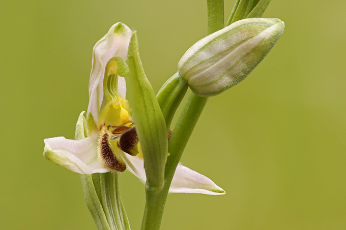 Bienen-Ragwurz, Bee orchid (<em>Ophrys apifera</em>)