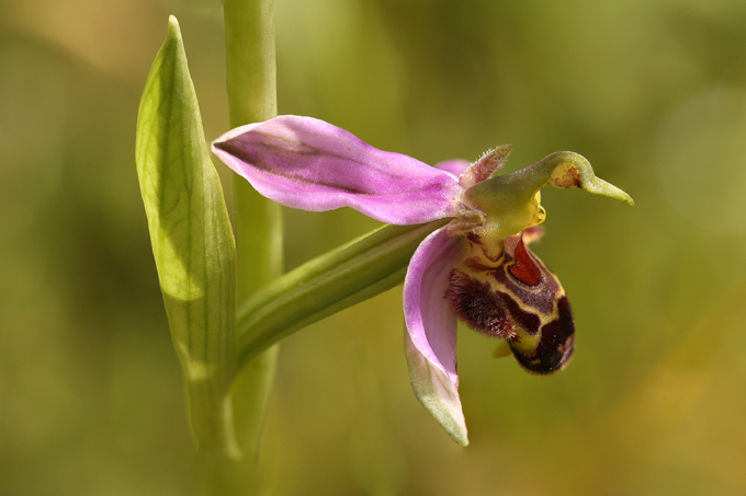 Bienen-Ragwurz, Bee orchid (<em>Ophrys apifera</em>)